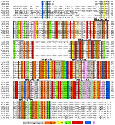 Functional characterization of two corticotropin-releasing hormone receptors in Larimichthys crocea